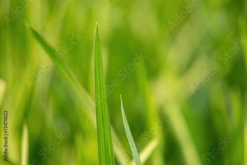 Green paddy leaves. Green grass wallpaper. Fresh rice leaf close-up on a naturally blurred background.