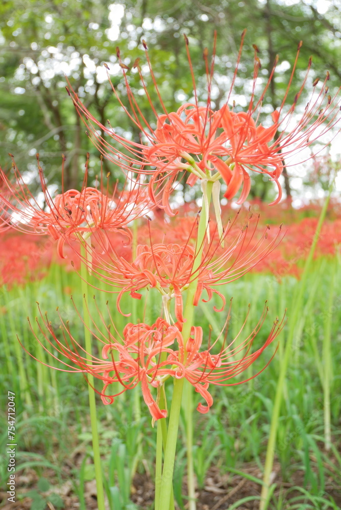 red flower in the garden