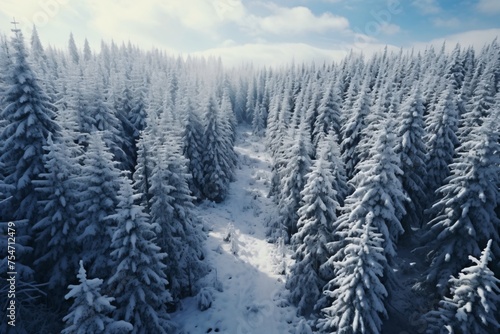 Winter forest landscape