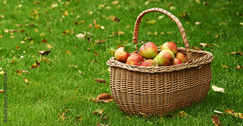 Apple, basket or leaf on lawn for fall, harvest or countryside for health, food or agriculture. Organic, fruit and grass in autumn on sustainable, farm and orchard for natural eco friendly nutrition Apple, basket or leaf on lawn for fall, harvest or countryside for health, food or agriculture. Organic, fruit and grass in autumn on sustainable, farm and orchard for natural eco friendly nutrition