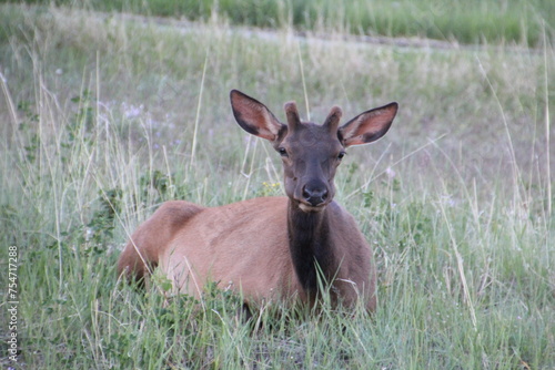 Elk Resting In The Grass  Jasper National Park  Alberta