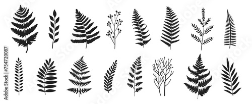 Fern vector illustration. Wild plant leaves hand drawn black on white background. Forest branch silhouette photo