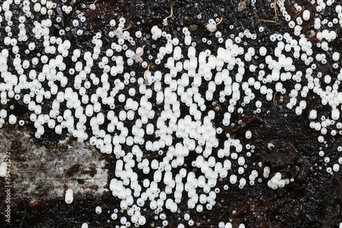 White Tubelet, Henningsomyces candidus, wild fungus from Finland photo