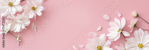 white daisy flowers on pink background , banner, empty space for text, minimalist composition