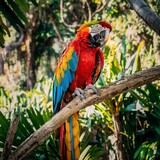 Red Macaw Parrot Is sticking on the branches.