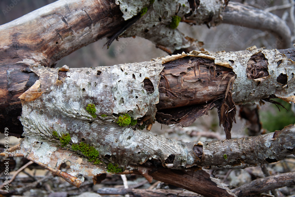 Fototapeta premium moss on tree trunk