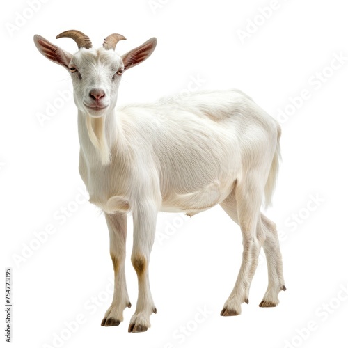 Saanen goat in natural pose isolated on white background, photo realistic photo