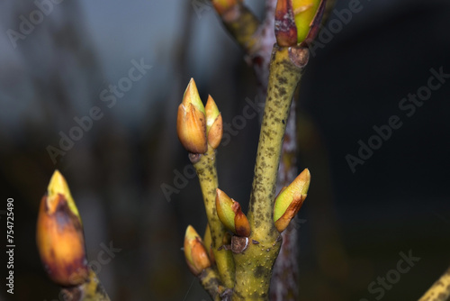 Gemeine  Pimpernuss,  Staphylea pinnata L.,  Knospen  zu  Beginn  des  Austriebs photo