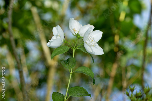Pfeifenstrauch,  Falscher Jasmin,  Philadelphus spp., Blüten einer Pfeiffenstrauchar photo