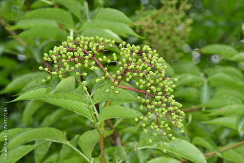 Holunder, Schwarzer Holunder,  Sambucus nigra photo