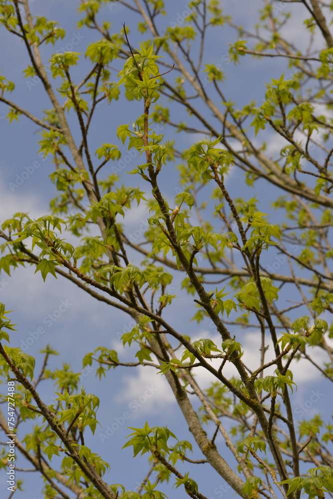 Amerikanische Amberbaum, Liquidambar styraciflua, Blattaustrieb, junge Blätter Amerikanische Amberbaum, Liquidambar styraciflua, Blattaustrieb, junge Blätter