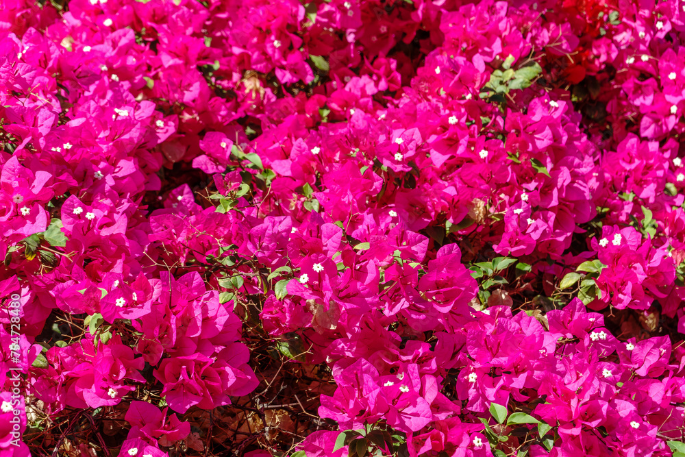 Bougainvillea, Paper flower Bougainvillea hybrida soft focus with blurry background Bougainvillea, Paper flower Bougainvillea hybrida soft focus with blurry background