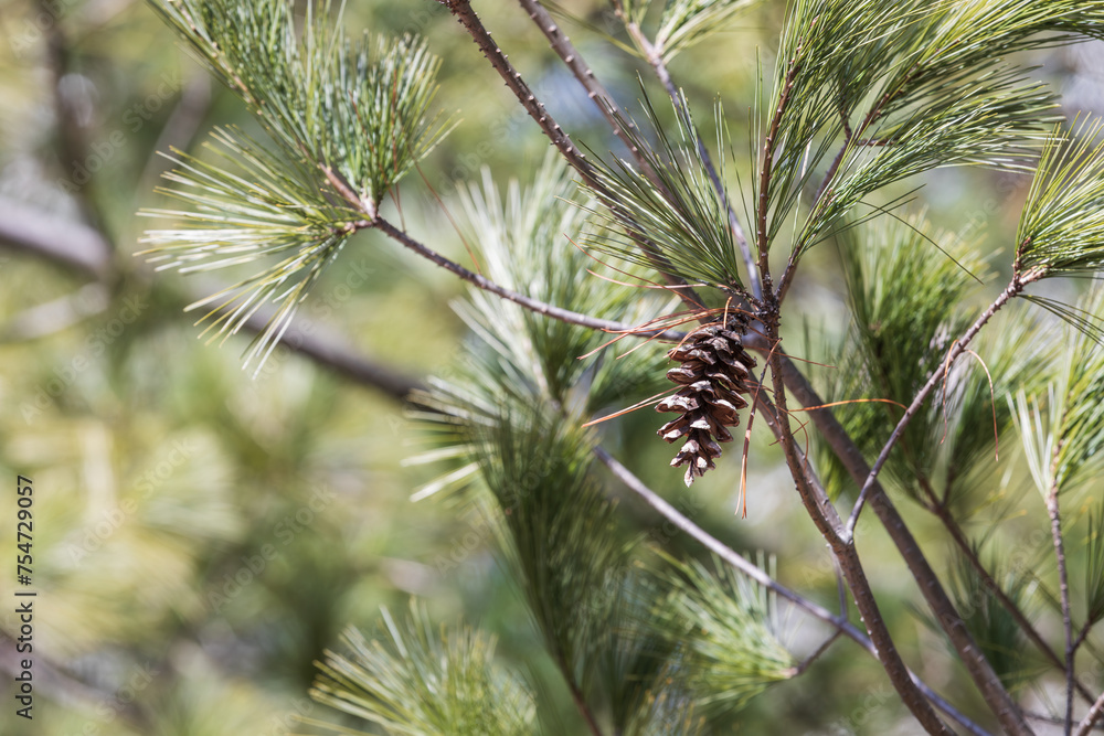 Pine cones of white pine. Warm sunshine - northern white pine, white pine, Weymouth pine, soft pine, Pinus strobus Pine cones of white pine. Warm sunshine - northern white pine, white pine, Weymouth pine, soft pine, Pinus strobus
