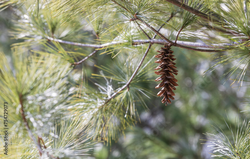 Pine cones of white pine. Warm sunshine - northern white pine, white pine, Weymouth pine, soft pine, Pinus strobus