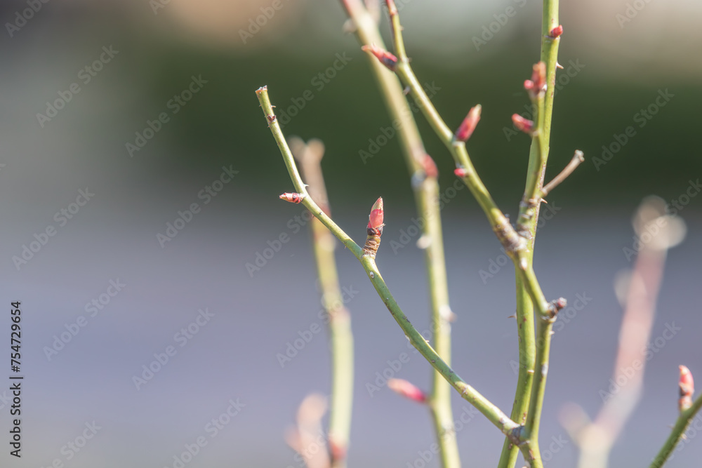 Early spring, new shoots growing from rose stems. Rosa Early spring, new shoots growing from rose stems. Rosa