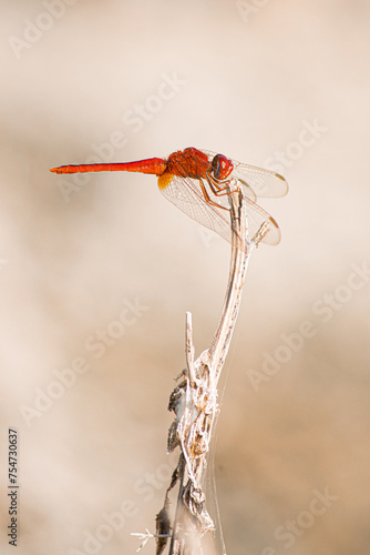 red dragonfly on a branch