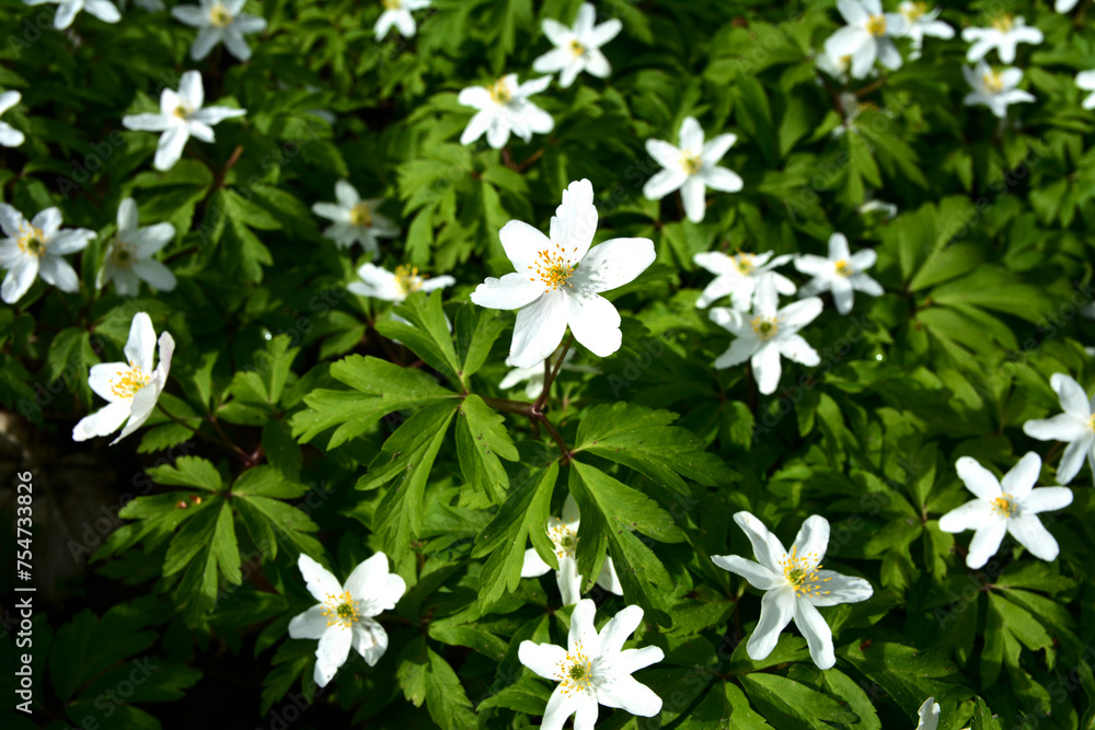 Anemone nemorosa Robinsoniana grows and blooms in the garden in spring