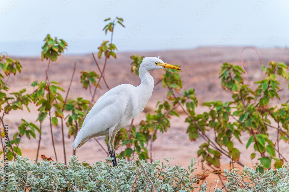 Fototapeta premium Western cattle egret (Bubulcus ibis) in winter plumage hunting for insects.