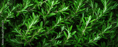 Vibrant green rosemary herb closeup