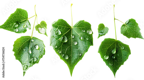 Beechdrops - Creative Botanical Illustration on Transparent Background, Perfect for Nature Designs and Eco Concepts. photo