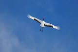 solo flight, soaring Japanese Crane in the blue sky, Kushiro in Hokkaido, Japan