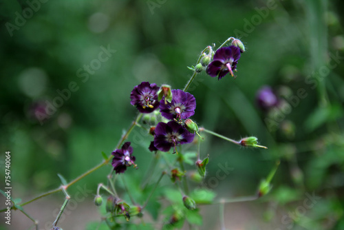 Garden geranium (Geranium phaeum) flowers, macro shot. photo