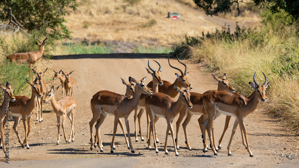 a herd of impala crossing the road a herd of impala crossing the road