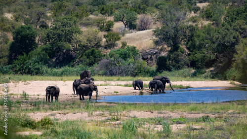 A herd of African elephants drinking water