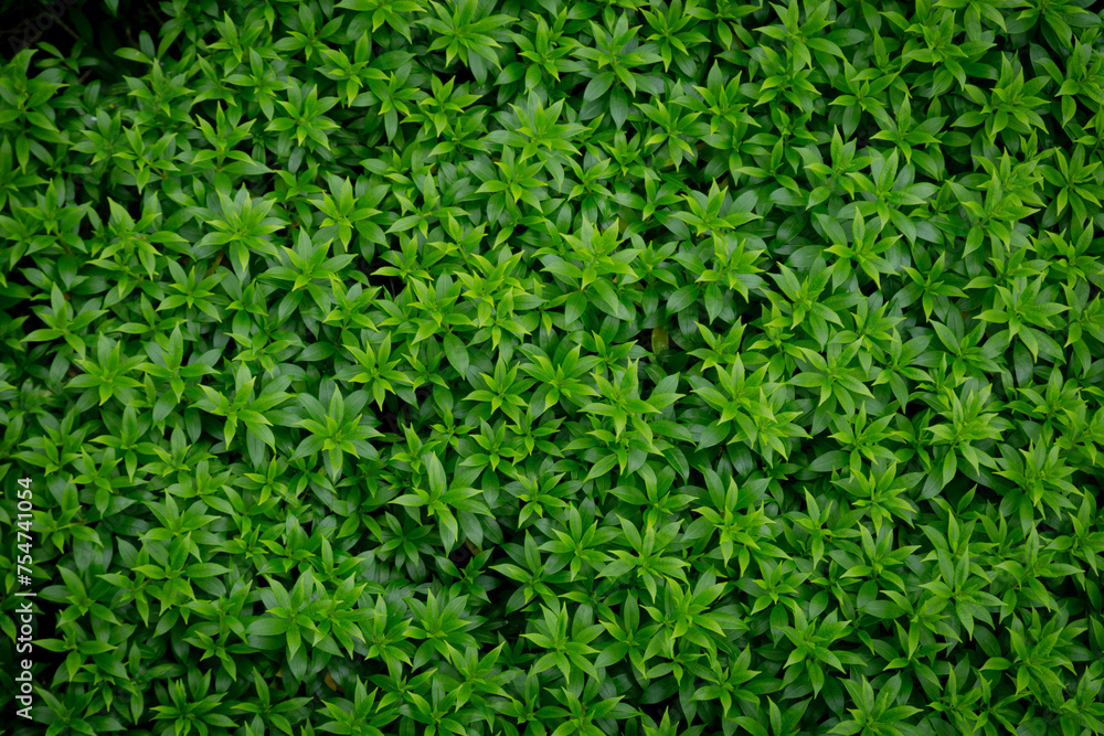 Green image of a tree planted as a bush in the garden. Looking at it, it feels comfortable and refreshing. It makes me feel close to nature and relieves fatigue. Green image of a tree planted as a bush in the garden. Looking at it, it feels comfortable and refreshing. It makes me feel close to nature and relieves fatigue.