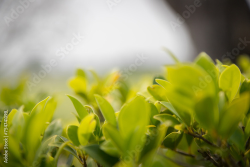 Close-up shot of green blurred treetops feel the nature warm and bright Use it as a background image to decorate.
