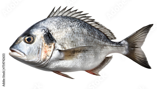Realistic fresh fish dorado © Marinnai