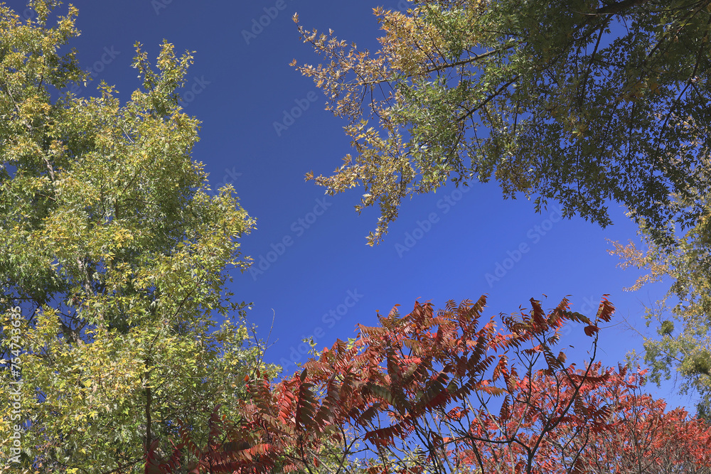 Obraz premium natural background, blue cloudless sky with openwork tree crowns