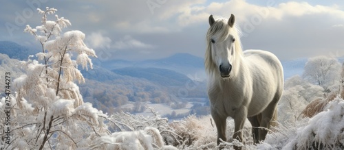 A well nourished Isabella horse  known for its beautiful appearance in winter  stands in a snowy field. It grazes on mountain pastures  blending in with the white backdrop.