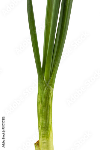 green onions sprouted in a flower pot  isolated on a white background