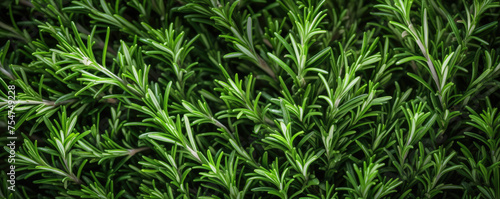 Vibrant green rosemary herb closeup © amazingfotommm