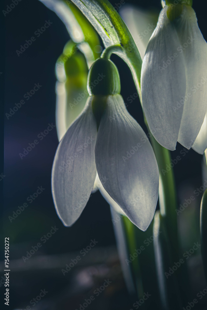 Obraz premium Flowers and plants