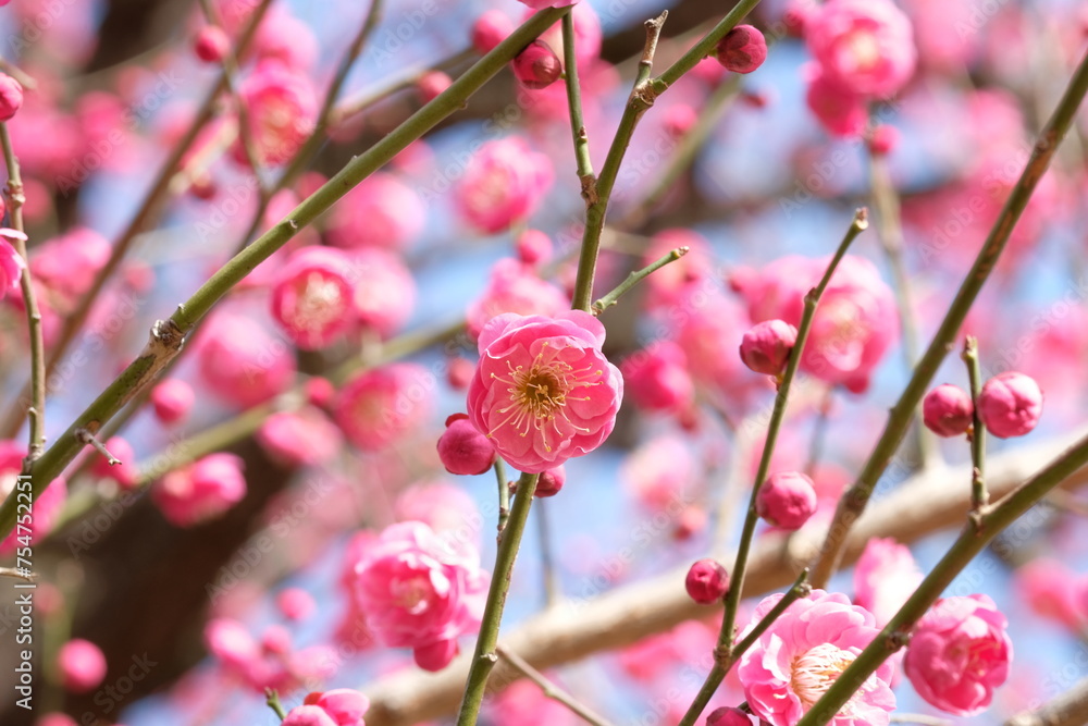 pink Japanese apricot blossom in blooming pink Japanese apricot blossom in blooming
