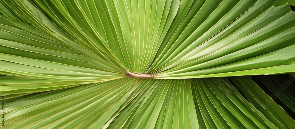This close-up depicts a large, green Mexican fan palm leaf from the evergreen tree Washingtonia robusta. The intricate details of the palmate leaf are visible, showcasing its vibrant color and texture - obrazy, fototapety, plakaty 