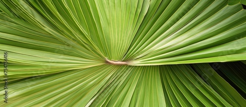 This close-up depicts a large, green Mexican fan palm leaf from the evergreen tree Washingtonia robusta. The intricate details of the palmate leaf are visible, showcasing its vibrant color and texture photo