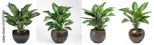 Collection aglaonema plant displayed in dark ceramic pot photo
