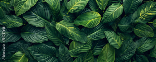 Wallpaper Mural nature background tropical leaf, abstract green texture leaves of Spathiphyllum cannifolium Torontodigital.ca