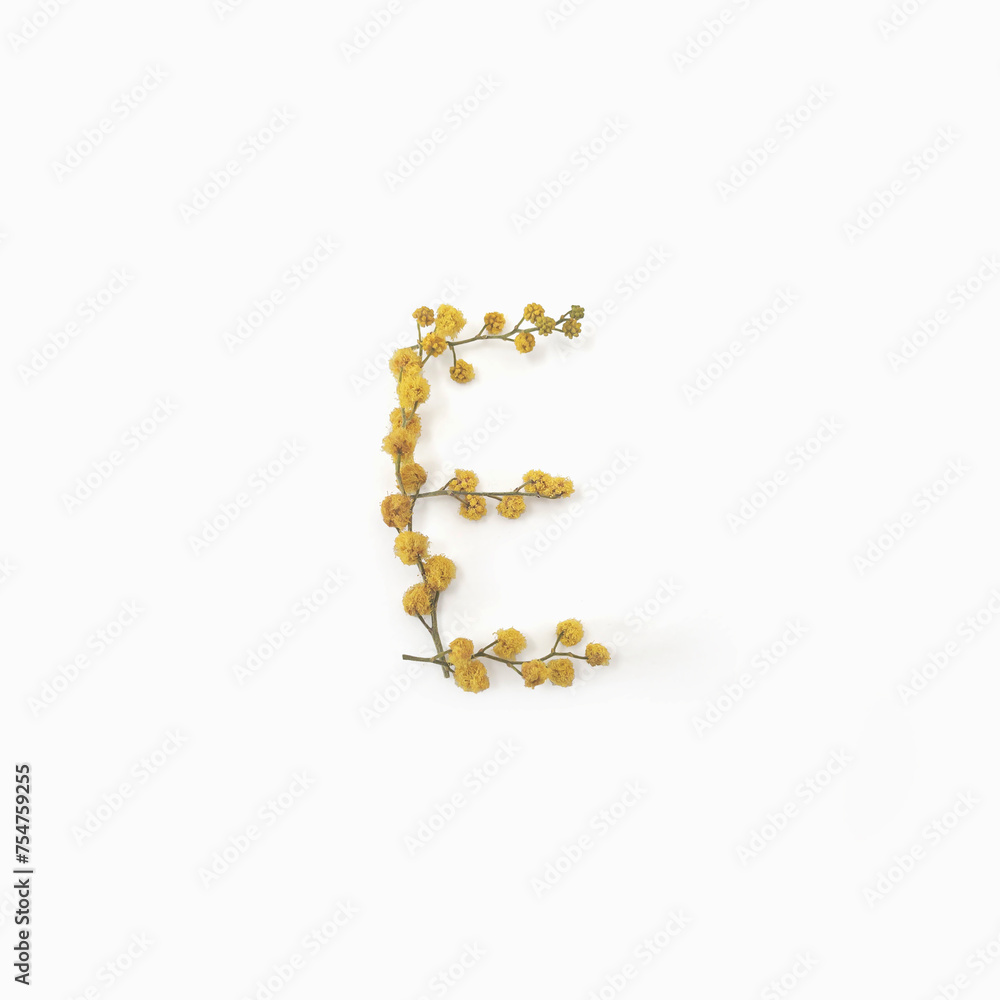 Letter E made from flowers mimosa yellow. Flower alphabet layout. Flat lay Letter E made from flowers mimosa yellow. Flower alphabet layout. Flat lay
