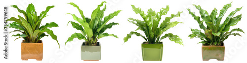 Asplenium nidus plant displayed in square ceramic pot. isolated on solid white background photo