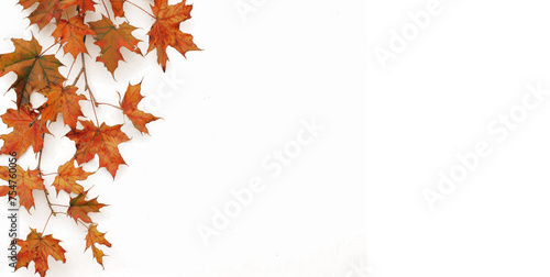 autumn maple branch leaves corner edge transparent background