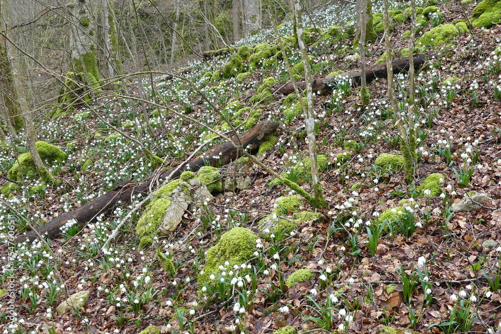 Fototapeta premium Märzenbecher im Vorfrühling