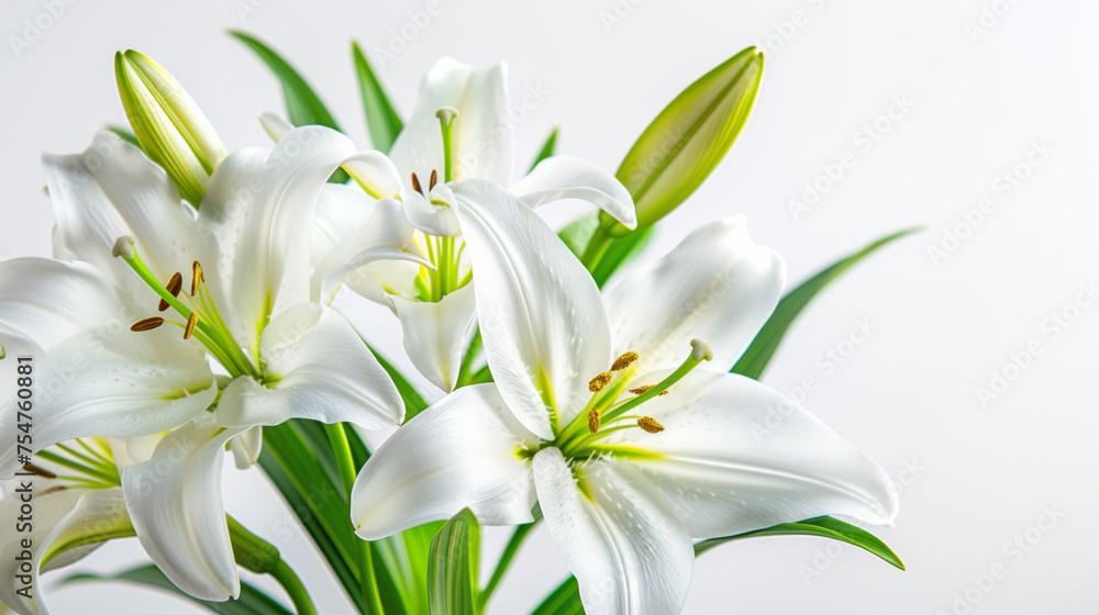 Fototapeta premium Elegant white lilies with space for text, perfect for spring themes, Easter, or sympathy cards, isolated on a white background