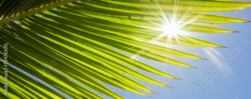 Tropical palm leaf banner with sunbeam for vibrant vacation background