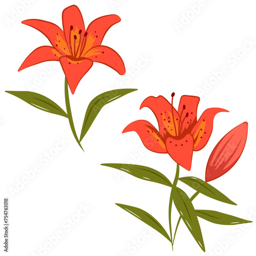 Lily flowers vector illustration. Orange Tiger Lily flower isolated illustration. Lily flower bud. Lilium dauricum or Lilium pensylvanicum.