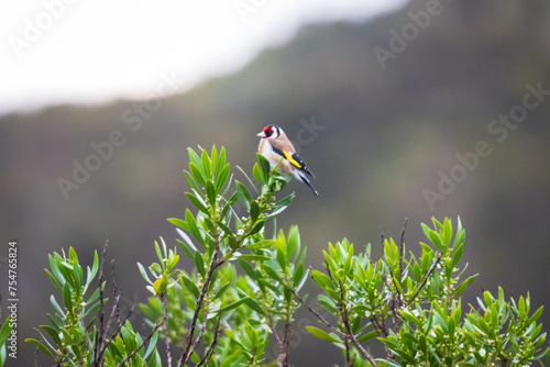 Vibrant European Goldfinch Perched in Natural Splendor, Australia photo