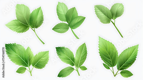 Mint leaves set. Realistic illustration of mint leaves set for web design